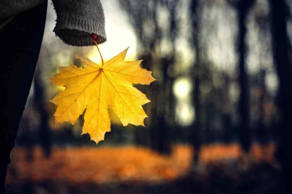 person with seasonal depression holding leaf